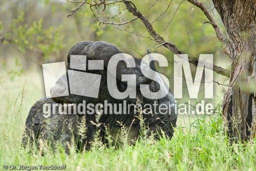 Afrikanischer Büffel (84 von 102).jpg